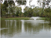 Memorial Park Pond With Ducks