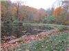 Leaves Fallen in the Holmesbrook Park Pond